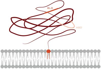 Thy-1/CD90 a Bidirectional and Lateral Signaling Scaffold